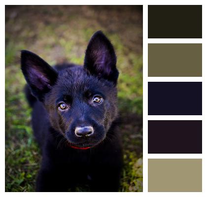 Puppy Animal German Shepherd Image